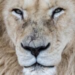 Fan-favourite lion put down at Toronto Zoo after months of veterinary care