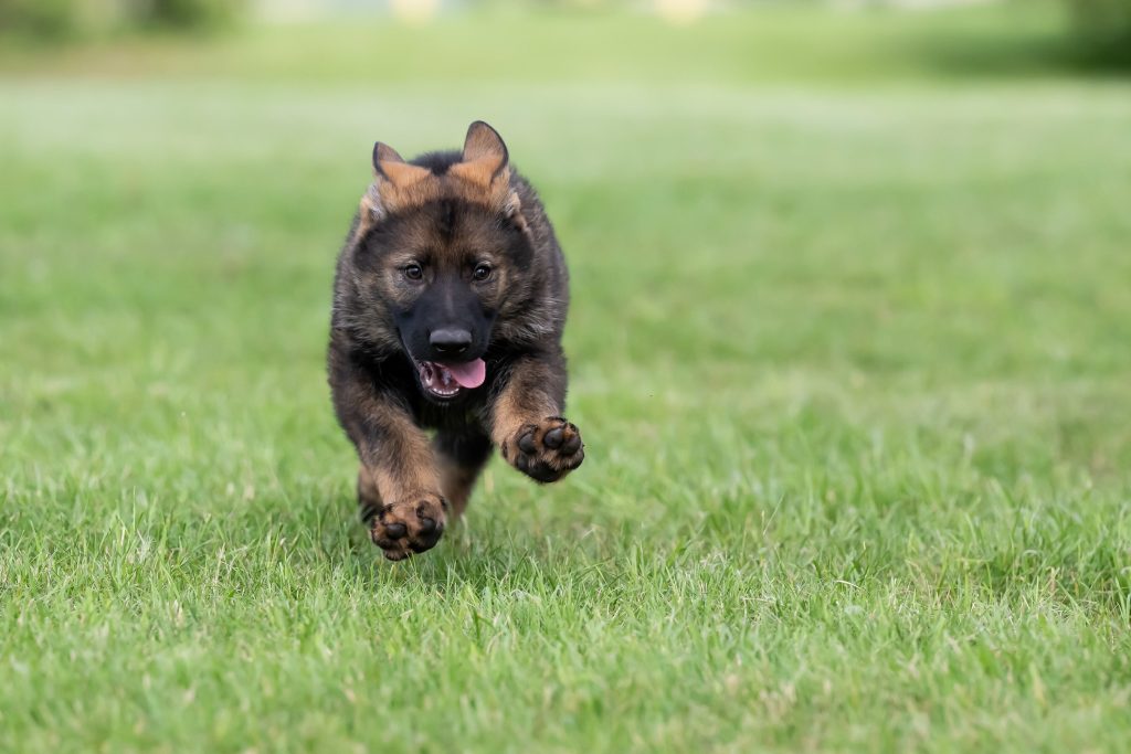 RCMP calls on kids to help name newest police puppies