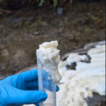 Residents concerned over foamy substance spilling into Coquitlam creek