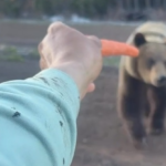 Conservation officers in Smithers seeking information regarding feeding a grizzly bear