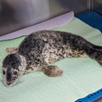 Harbour seal pup found in critical condition beneath ferry ramp on Haida Gwaii