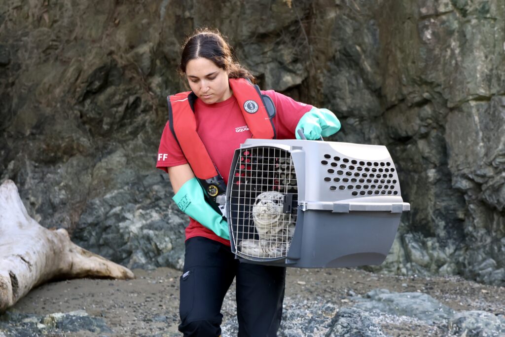 Abandoned seal pup rescued near Bowen Island