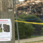 City of New West attempting to reunite cats with their guardians following apartment fire