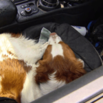 Most B.C. drivers don’t secure pets that travel with them: ICBC