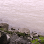 Delta becomes home to the province’s first ash-scattering site along the Fraser River