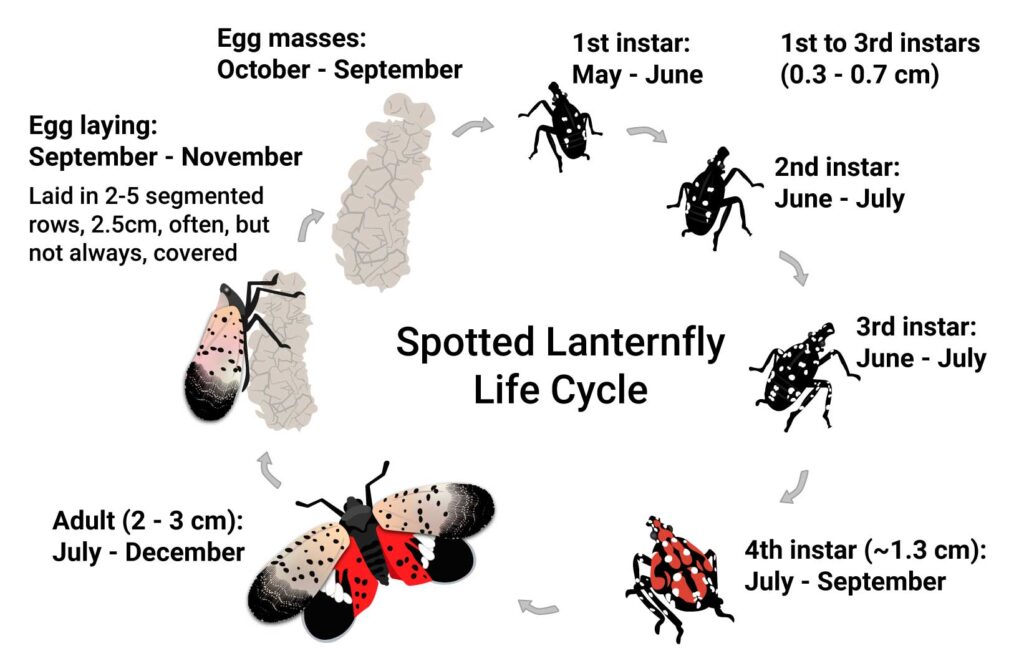 Invasive Spotted Lanternfly found in Ontario and Canada for the first time