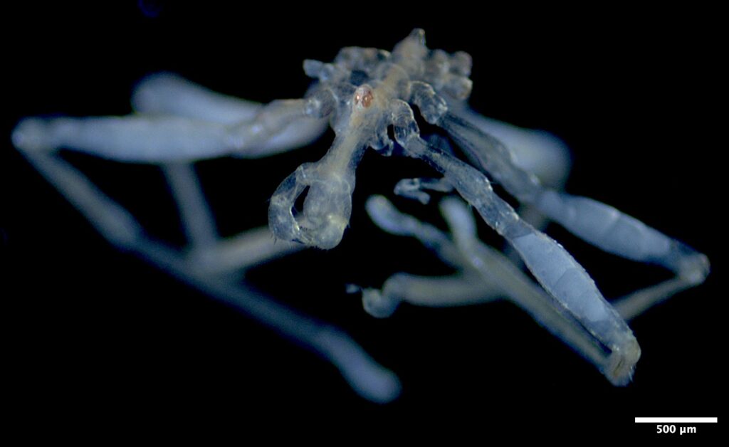 ‘The stuff of nightmares’: two new species of sea spiders discovered off the B.C. coast