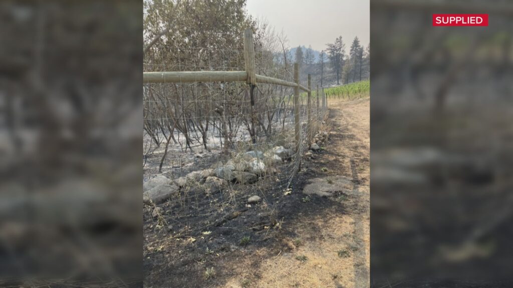 Okanagan businesses hoping for tourism rebound after devastating wildfire season