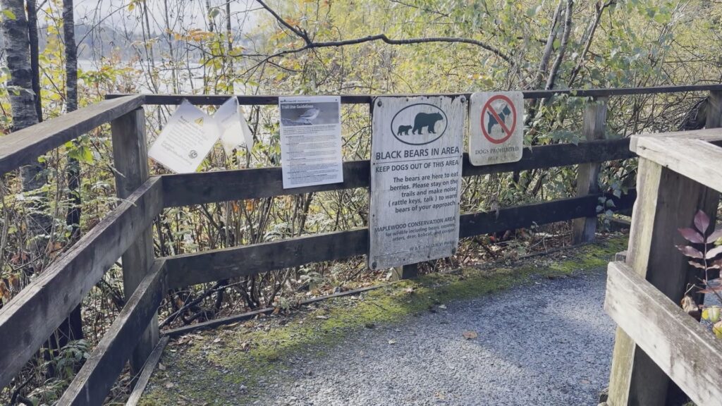 Metro Vancouver sees spike in black bear encounters